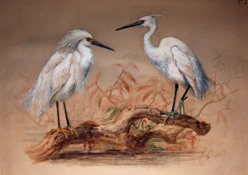 Egrets
